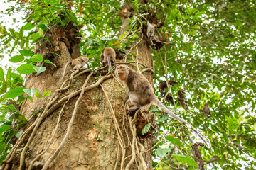 Monkeys in nature in the jungle of Thailand. A flock of monkeys in the trees. Wildlife scene with wild animals.