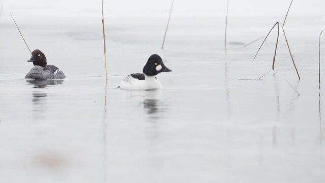 Pair Of Goldeneye Duck (Bucephala Clangula) Swimming In The Lake During Winter. - closeup