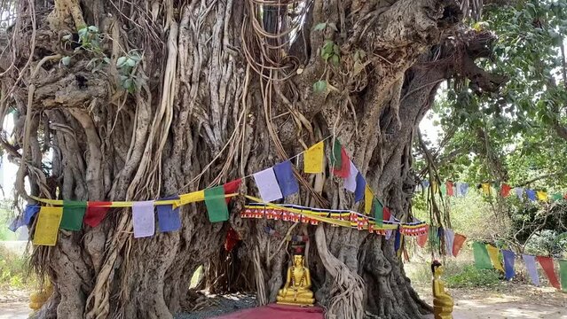 The tree where Gautam Buddha use to meditate in early days in Bodh Gaya, India. Buddha attained enlightenment here.