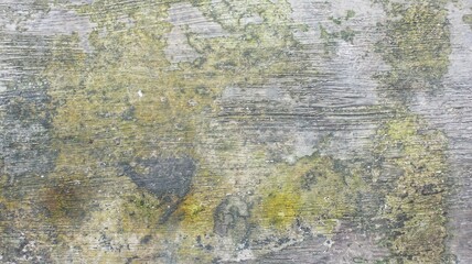 Old wood texture background. Floor surface with moss and lichen.