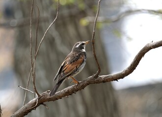 木の枝にとまるツグミ