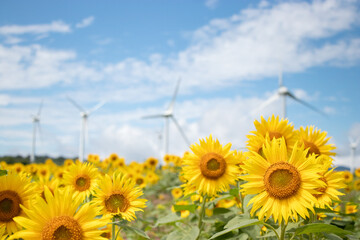 郡山布引風の高原_ひまわり