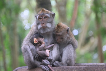 Naklejka na ściany i meble monkey family cleaning grooming wild park