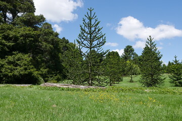 Araukarien bzw Koniferen im Botanischen Garten in Auckland