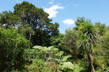 Fototapeta premium Buschland im Botanischen Garten Auckland