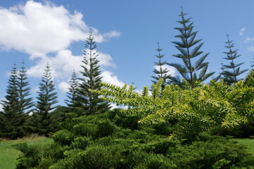 Araukarien bzw Koniferen im Botanischen Garten in Auckland