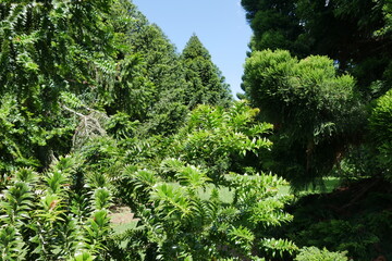 Araukarien bzw Koniferen im Botanischen Garten in Auckland