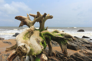 Picturesque driftwood on the rocky shore of the Atlantic Ocean.