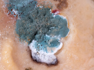 Mold and microorganisms on food, macro shot.