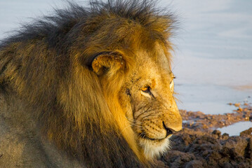 Fototapeta na wymiar In wild African savannahs, lions (Panthera leo) usually hunt in areas close to water.