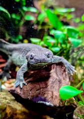 Pleourodeles waltl in the aquarium with sand and Anubias plants - Spanish ribbed newt, also known...