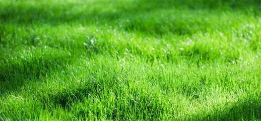 Landscape overgrown green grass field.