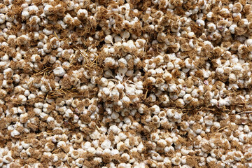 Fototapeta premium food and vegetable background with organic dried garlic 