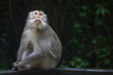 Fototapeta premium monkey in the wild macaque asia jungle park