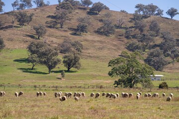 flock of sheep under gum trees in summer on a regenerative agricultural farm in New Zealand. Stud Merino sheep 