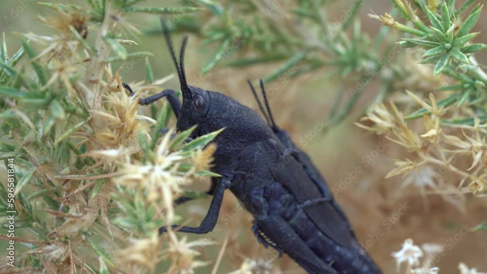 Poster macro shot of a mating black cone-headed grasshopper perching on conifer tree. closeup