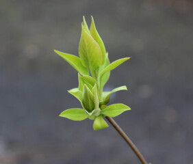 Young Bud With First Leaves On A Thin Tree Branch Closeup Square Photo