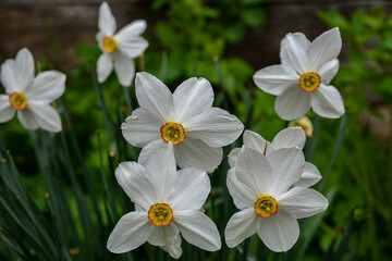 white narcissus flowers on green stems plant with long leaves in gray ground in spring garden