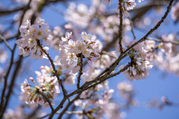 春の公園散歩06