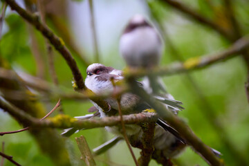 Family of Long tail tit perched on a tree branch.