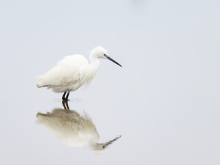 A Little Egret walking in the water looking for food