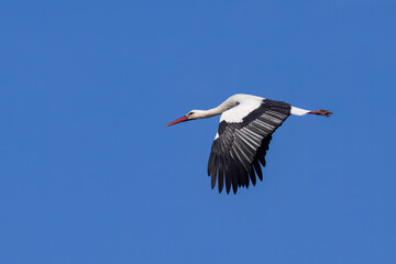 A White Stork in flight blue sky
