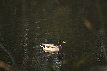 Duck swims in the pond. Lake in the park with water birds.