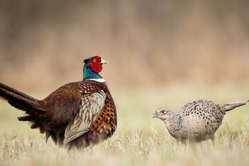 Common pheasant Phasianus colchius Ring-necked pheasant in natural habitat, grassland in early spring