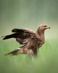 Birds of prey - Lesser Spotted Eagle Aquila pomarina , hunting time, flying bird