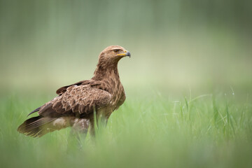 Birds of prey - Lesser Spotted Eagle Aquila pomarina , hunting time, flying bird