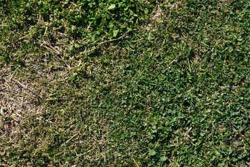 green grass texture background