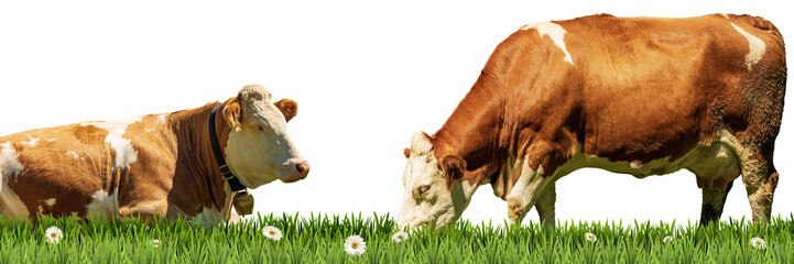 Two brown and white dairy cow on a green pasture with daisy flowers, isolated on white or...