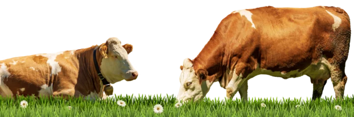 Foto auf Acrylglas Two brown and white dairy cow on a green pasture with daisy flowers, isolated on white or transparent background and copy space. Photography. Png. © Alberto Masnovo