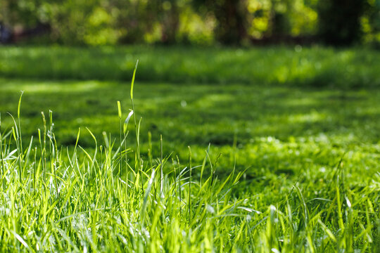 Closeup photo of lush, fresh green grass on the lawn in the garden in sunny day. Mowing the green lawn, ecological and biological resources. Eco organic environmental sustainability and development