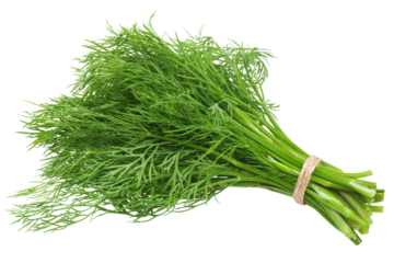 Dill isolated on white background, full depth of field