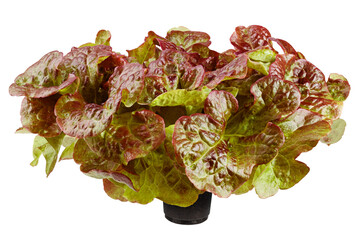 Red Oak Lettuce, salad, isolated on white background, full depth of field