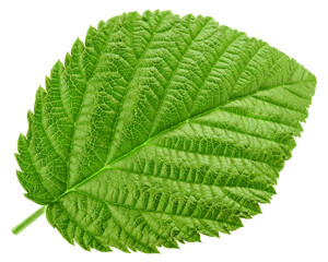 Raspberry leaves isolated on white background, full depth of field