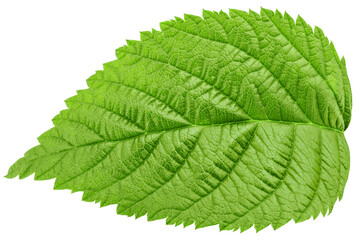 Raspberry leaves isolated on white background, full depth of field