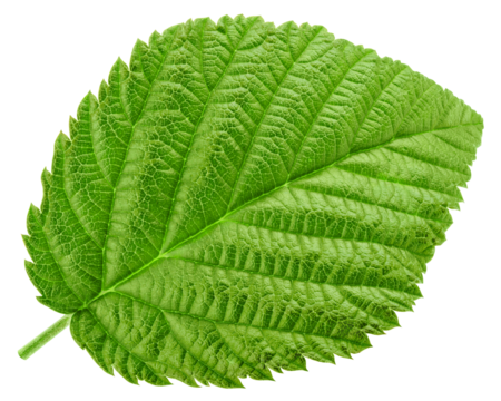 Raspberry leaves isolated on white background, full depth of field