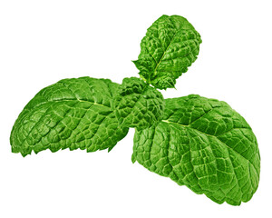 mint leaves, spearmint, isolated on white background, full depth of field