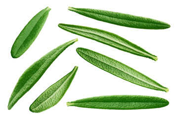 Rosemary isolated on white background, full depth of field