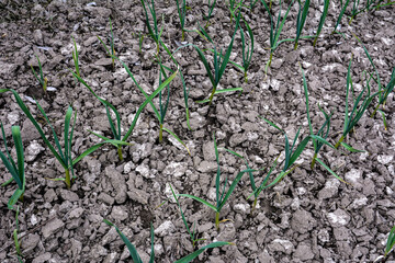 Young garlic plants in the spring bed.