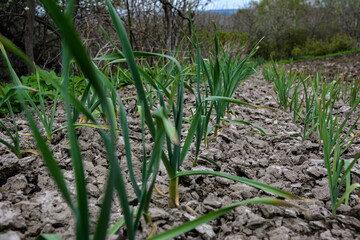 Obraz premium Young garlic plants in the spring bed.