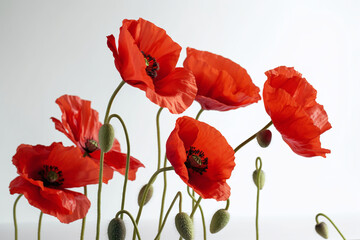Obraz premium Des coquelicots rouges sur fond blanc » IA générative