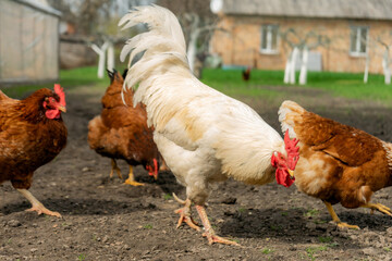 free living chickens pasturing outdoors