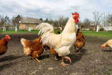 free living chickens pasturing outdoors