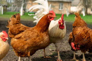 free living chickens pasturing outdoors