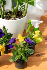 flower plants in white pots on wooden table and water spray bottle