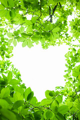 Obraz premium green leaves background