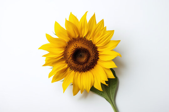 Gros plan sur une belle fleur jaune de tournesol sur fond blanc » IA générative